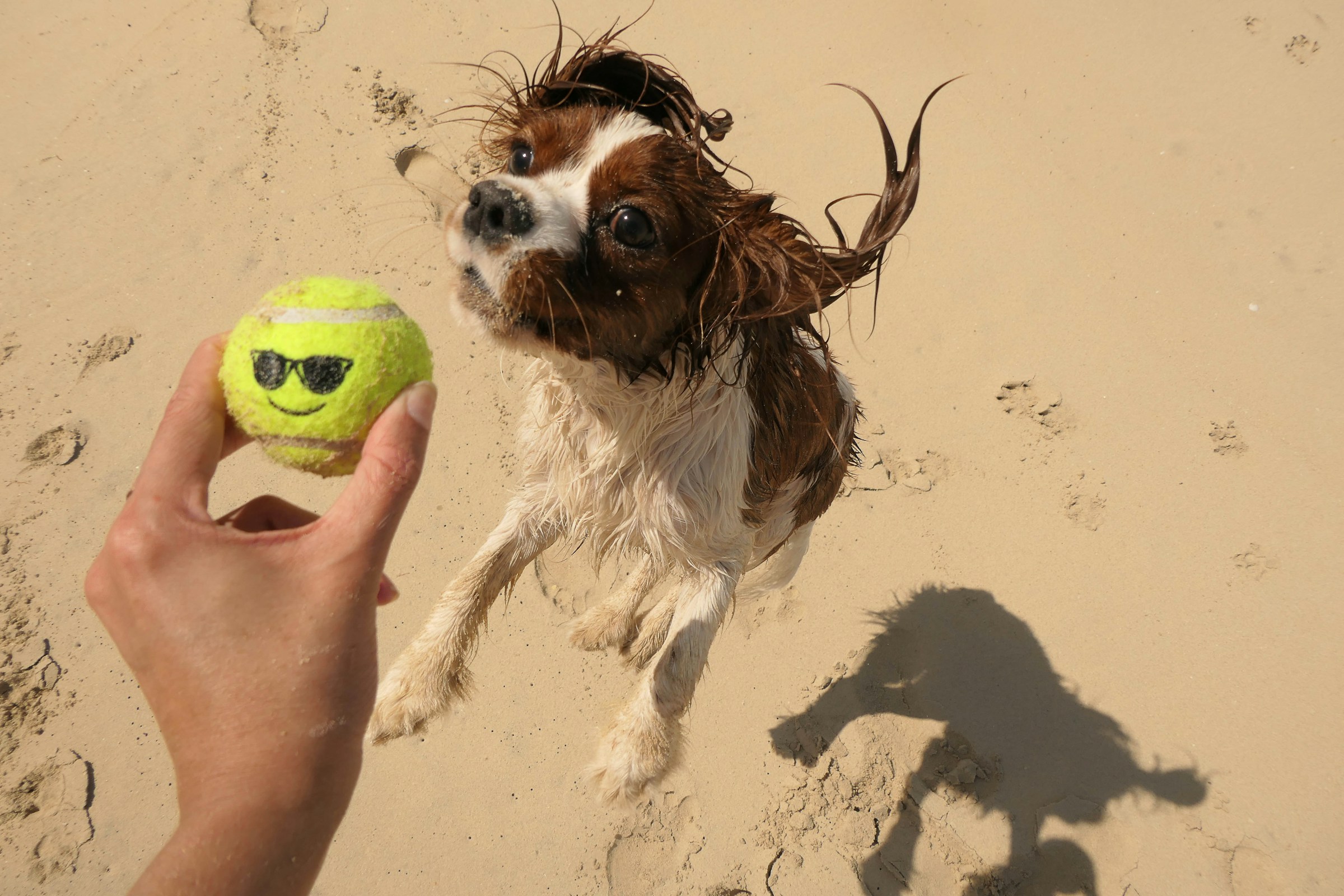 Dog playing on a beach