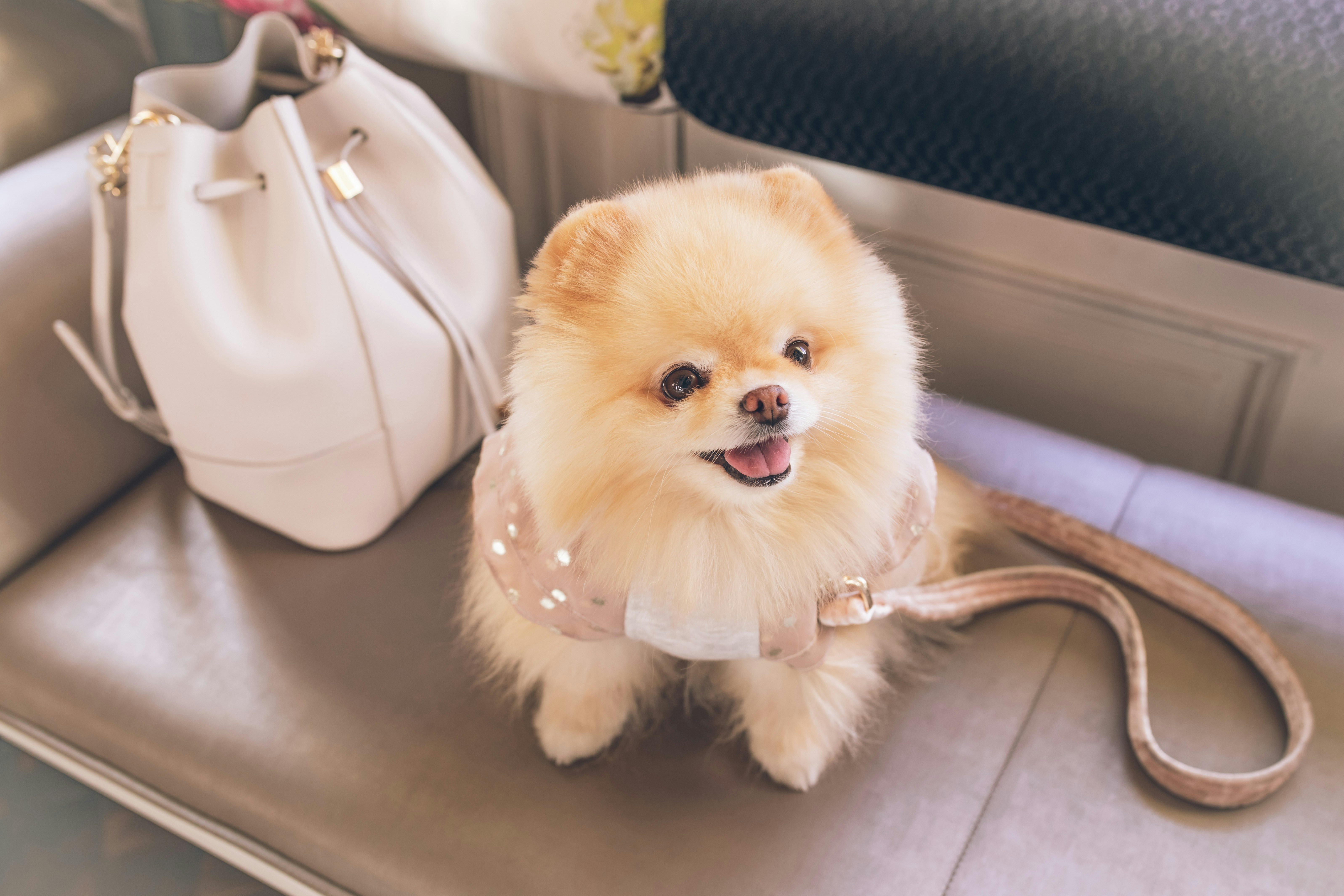 Small dog sitting on a sofa with and there is a handbag