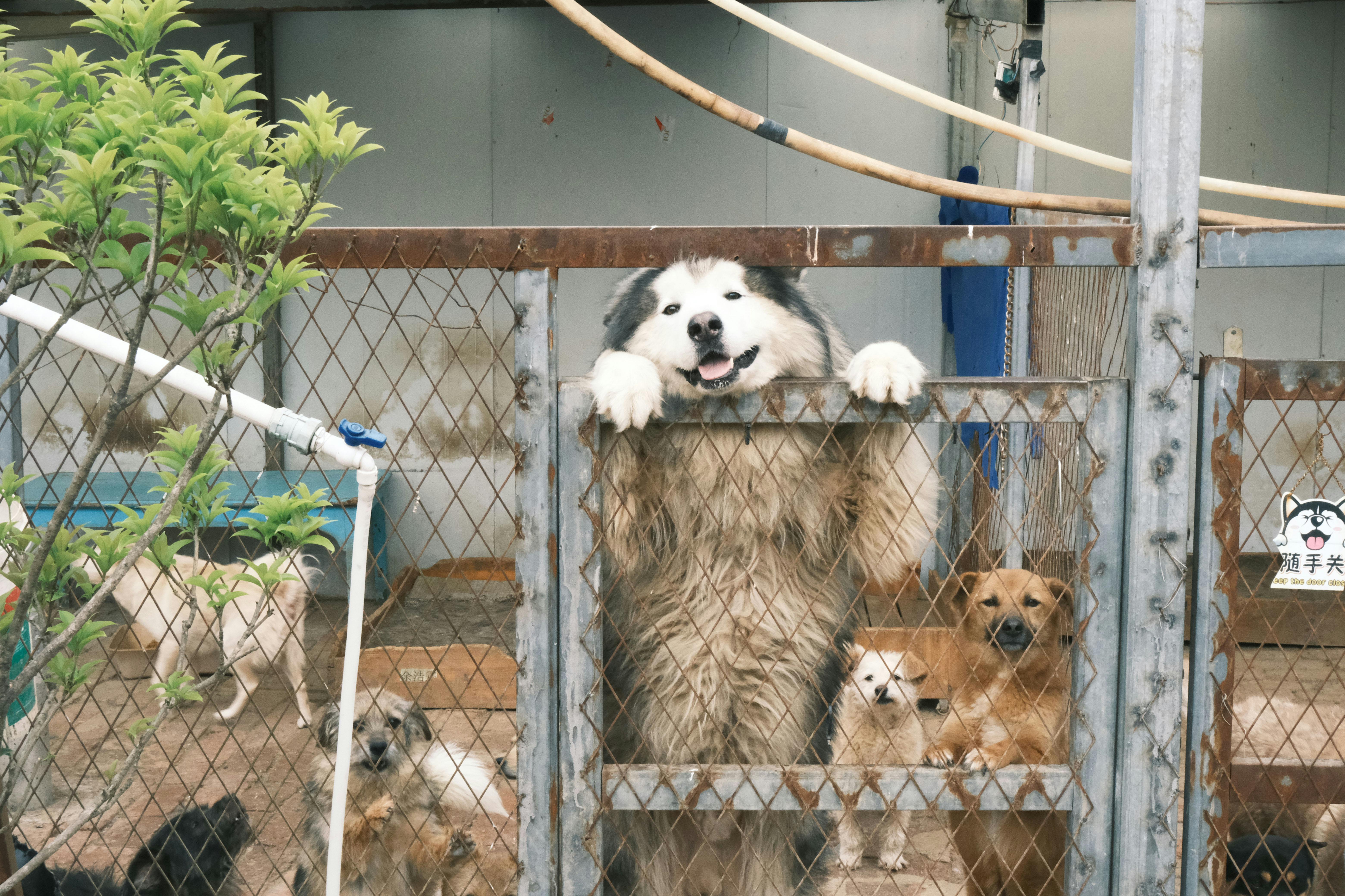 The Dubai Pet Crisis: How a Missile Strike Exposed a Catastrophic Failure in Pet Travel Preparation