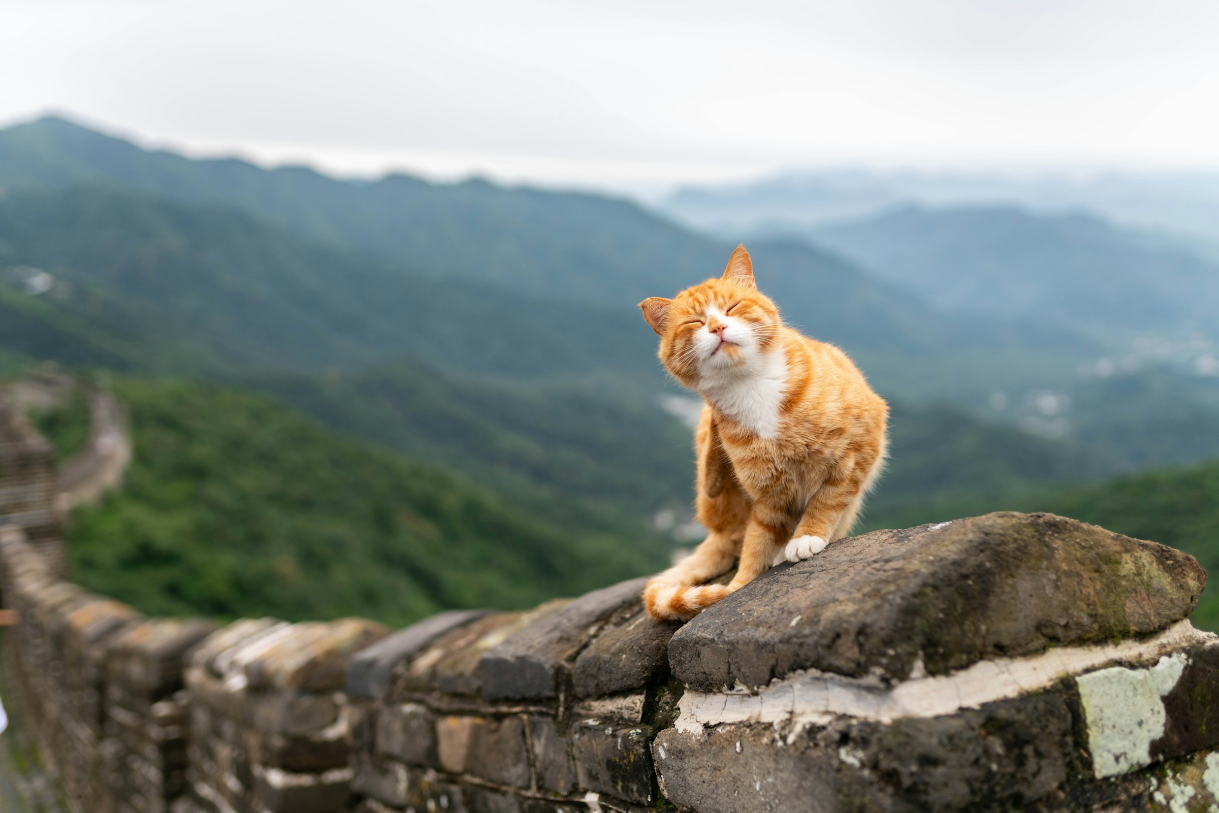 Cat sitting on a wall in mountains