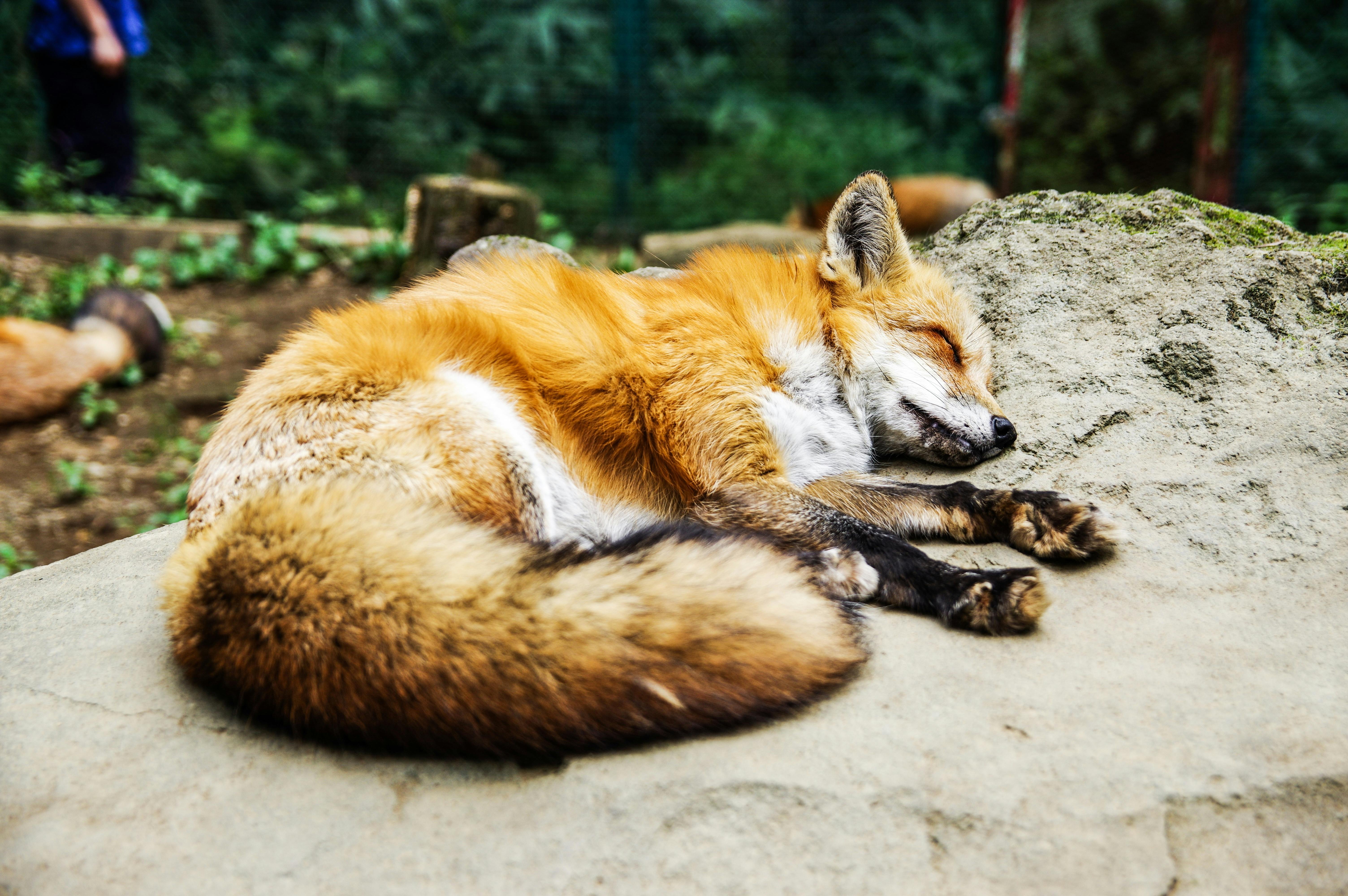 The Fox Who Crossed the Atlantic Without a Passport - And What His Illegal Journey Tells Us About Real Pet Travel