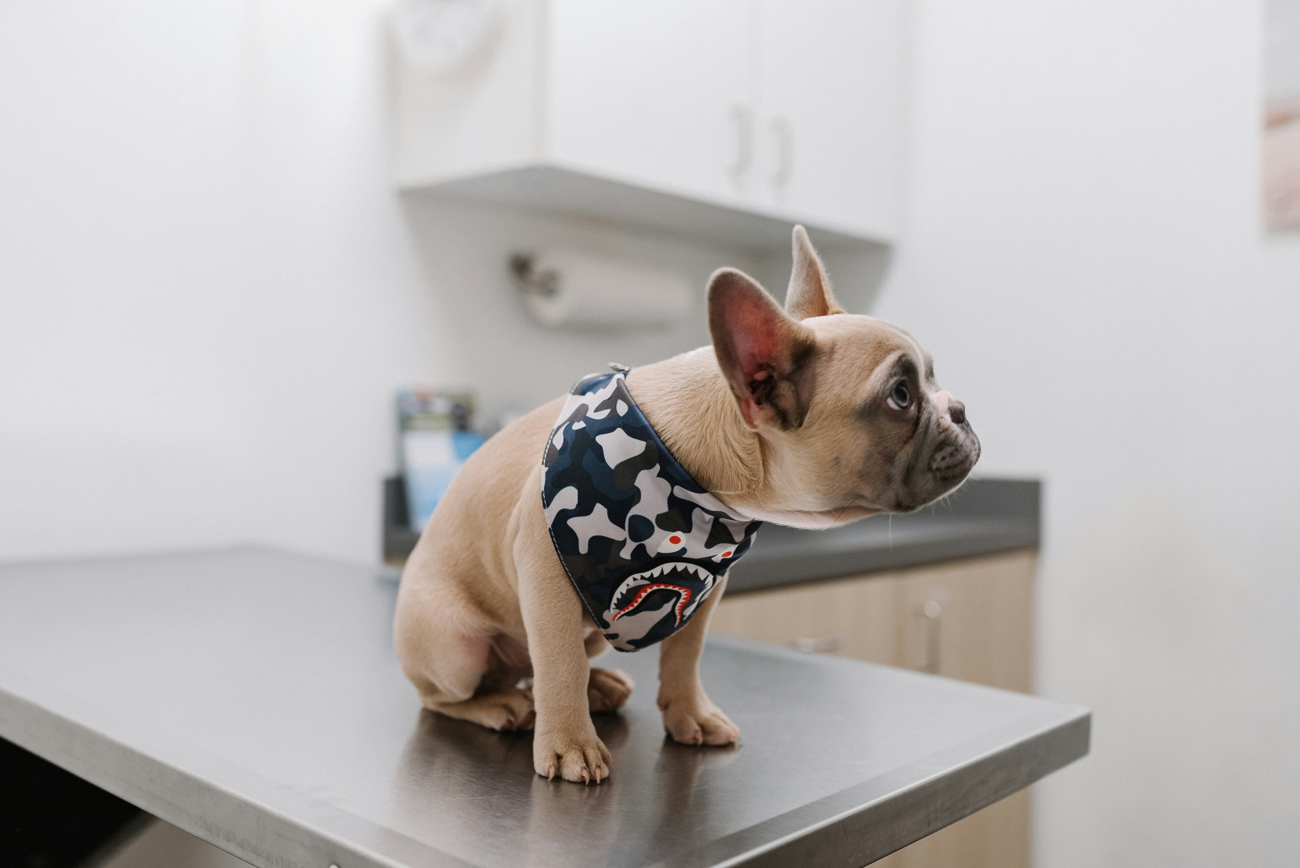 A fawn-colored French bulldog puppy wearing a dark patterned bandana, sitting attentively on a veterinary examination table