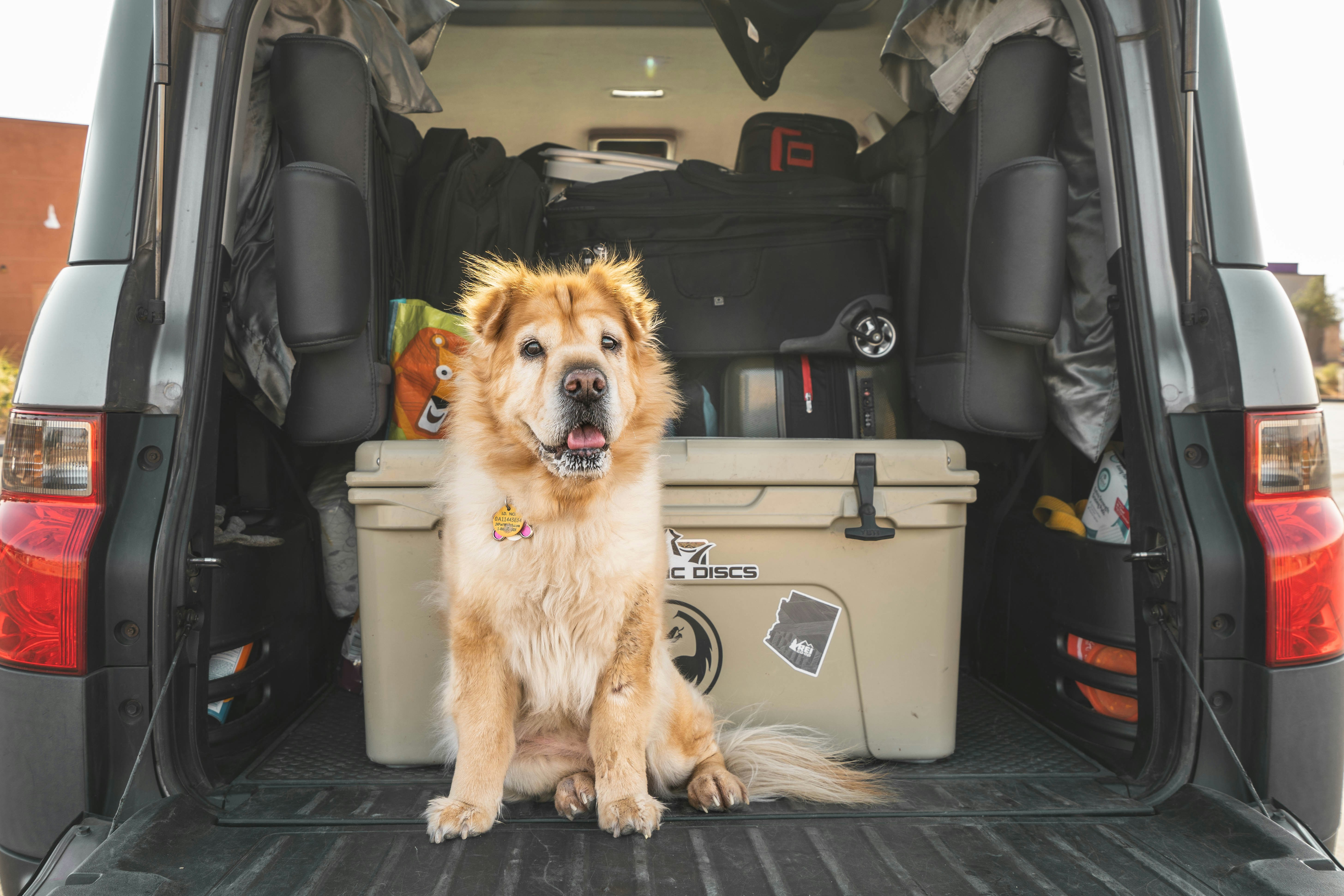 Dog on a trip sitting in the back of a car