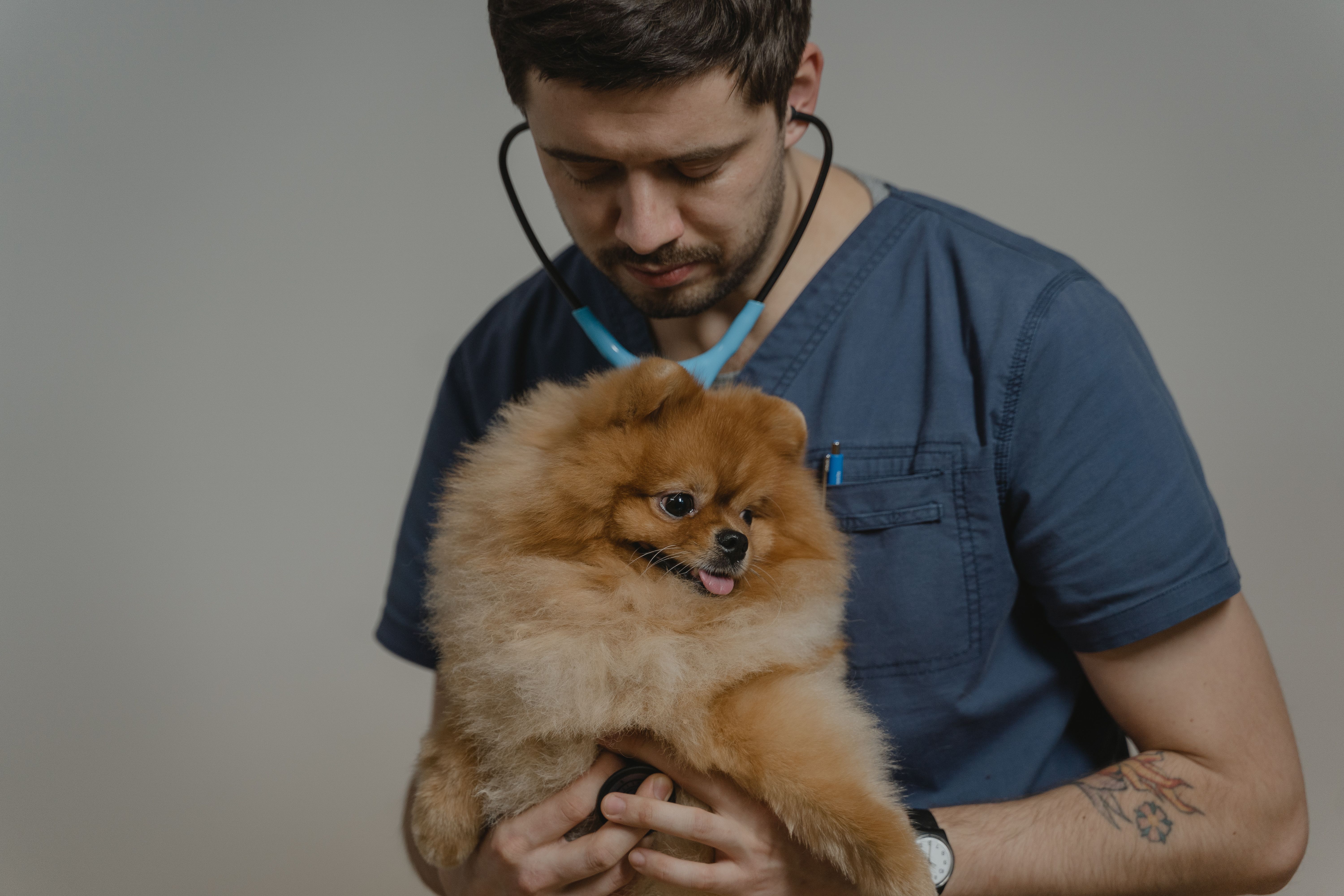 Travel Veterinarian: What the Job Involves and How to Start