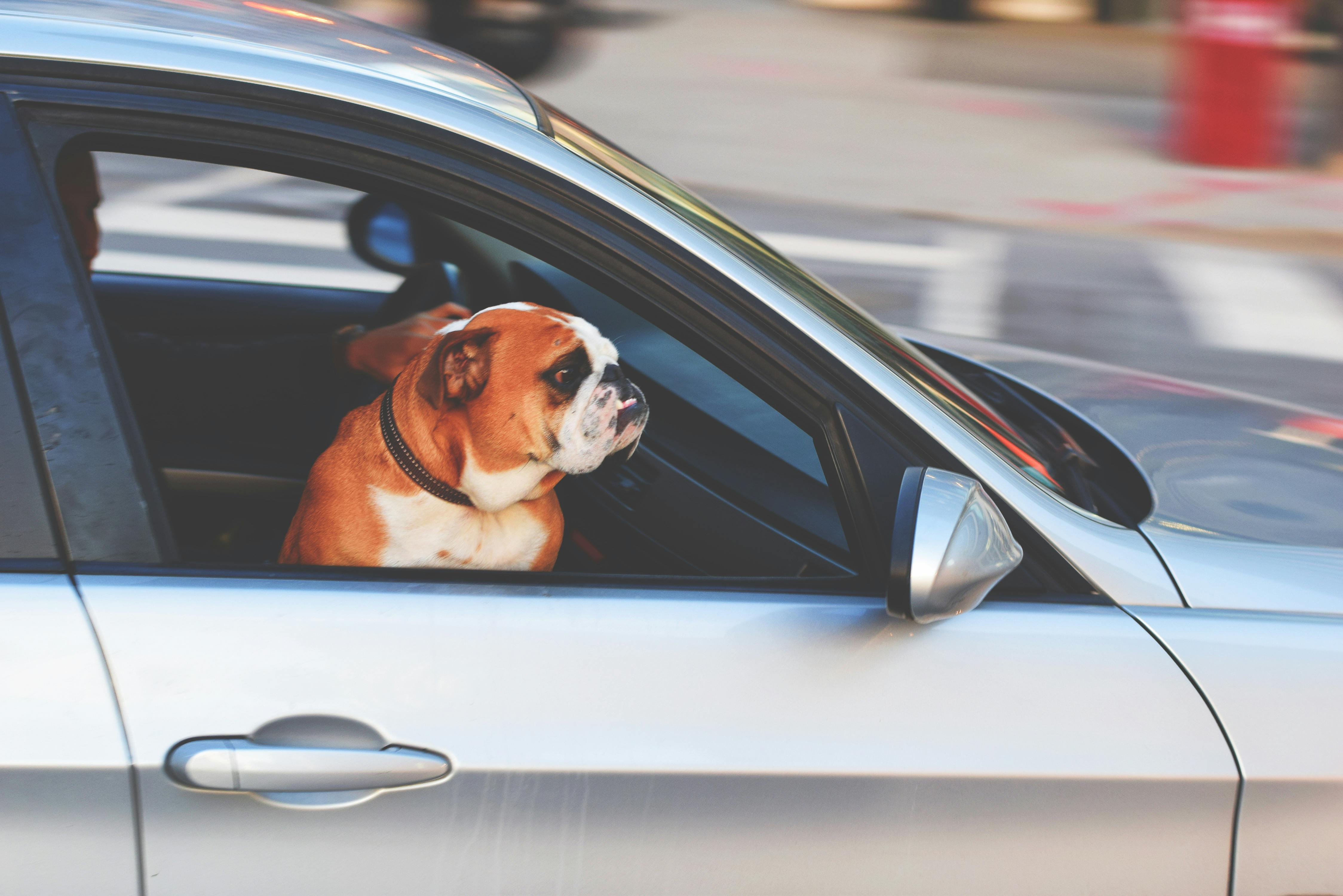The Pet Passport Is Coming Back - What the New UK-EU Deal Actually Means for Your Dog