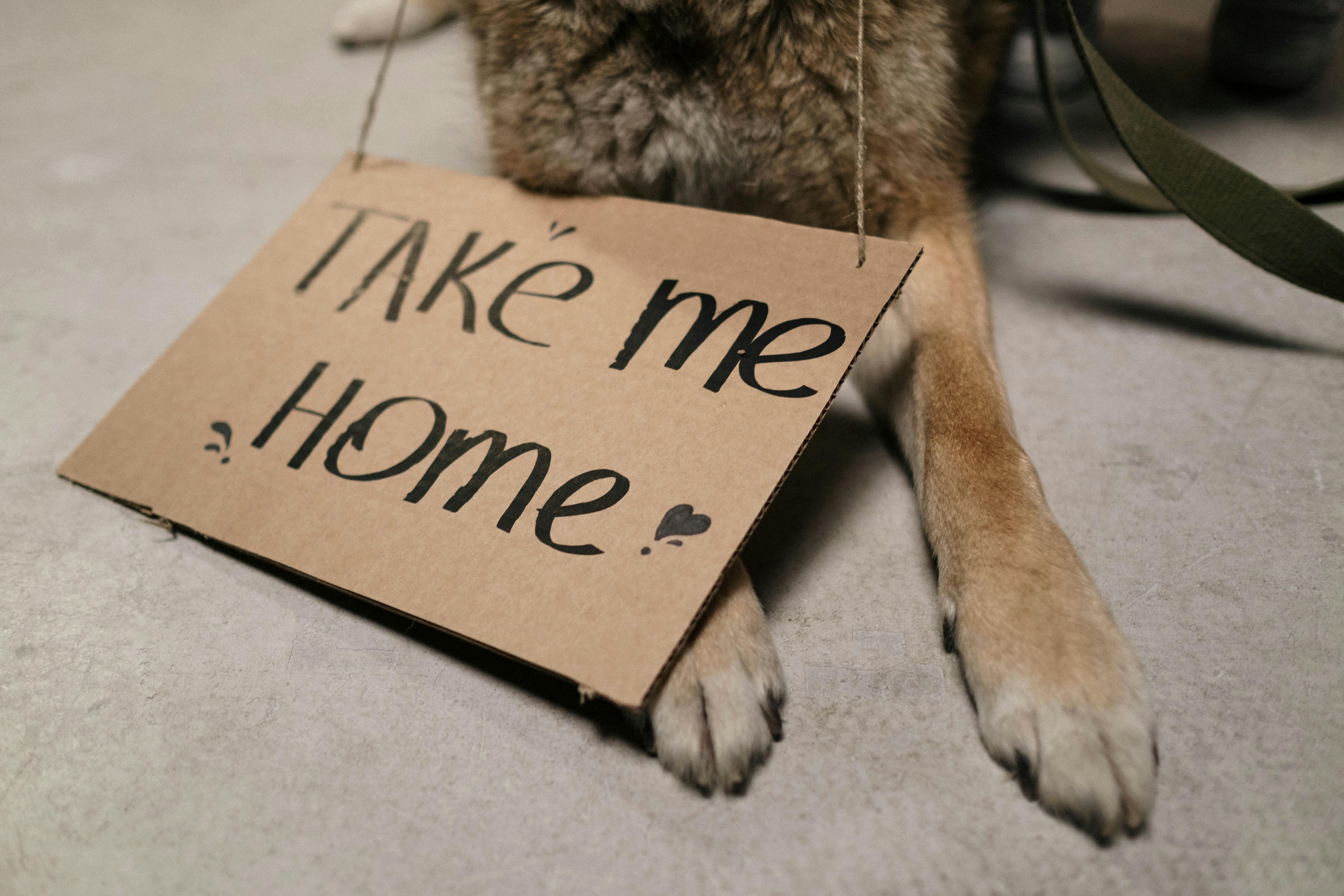 Dear Expat: Your Pet Is Not Prepared to Leave With You. Here Is How to Fix That.
