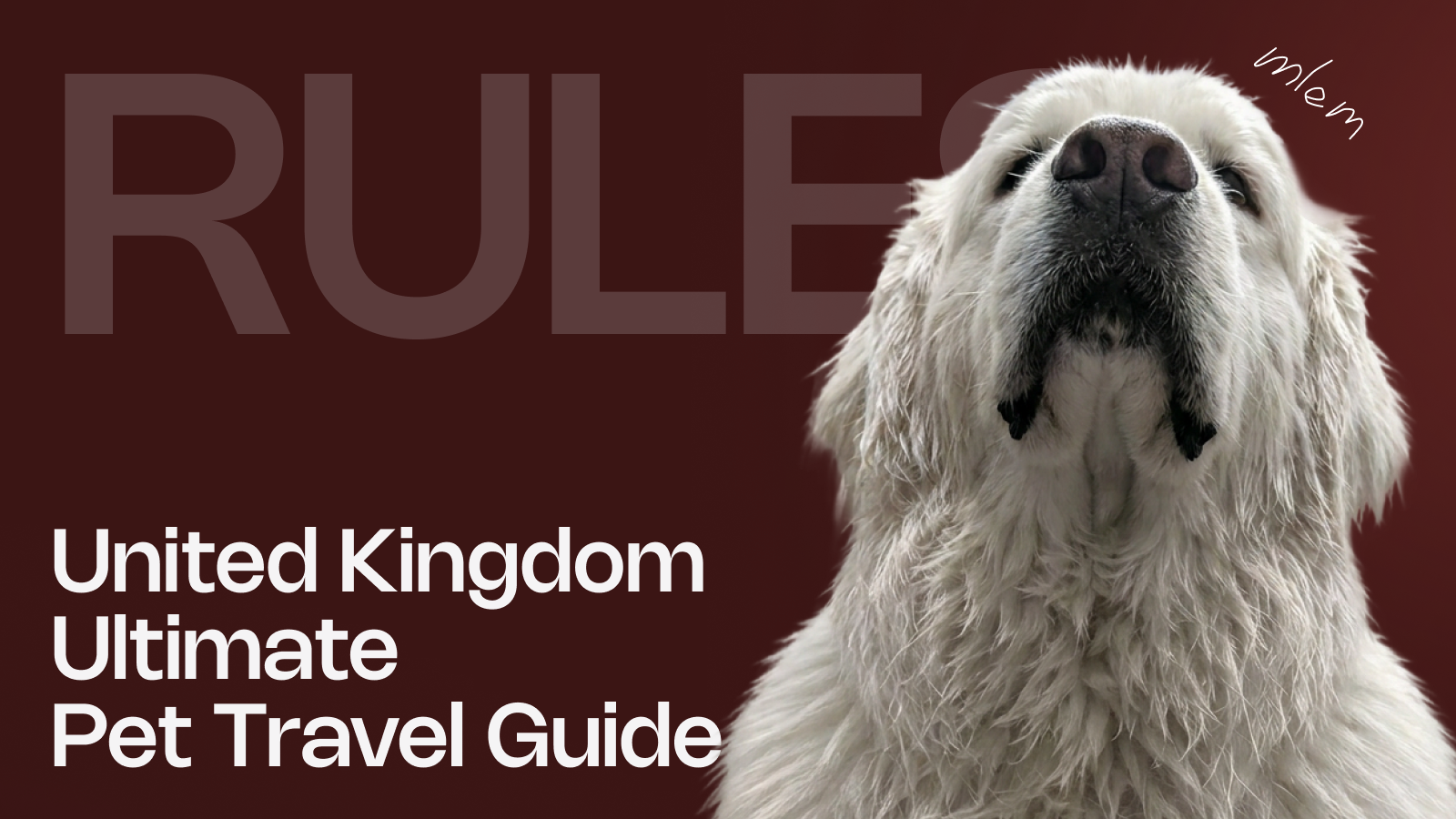 How to Bring My Pet to the United Kingdom