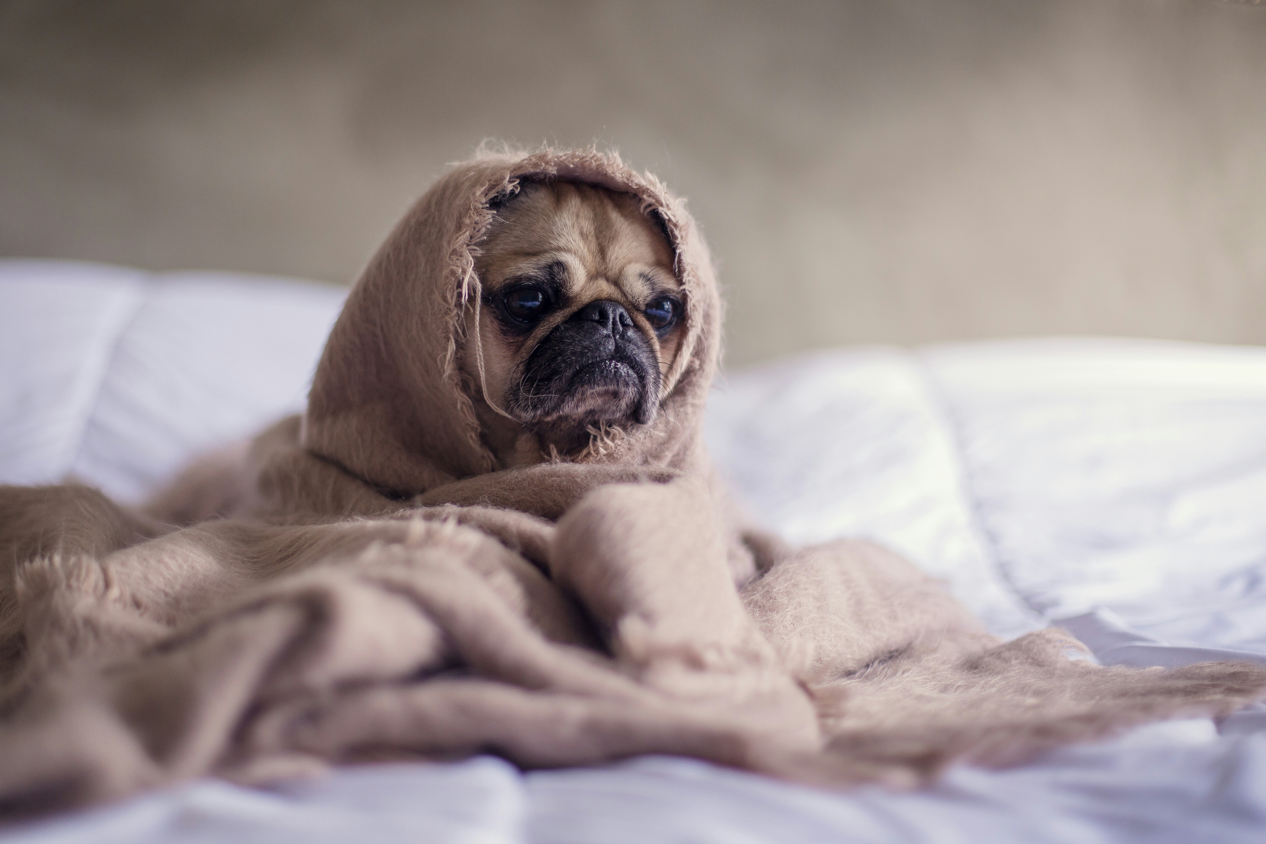 Dog Motion Sickness: Signs, Remedies & Travel Tips (2026)