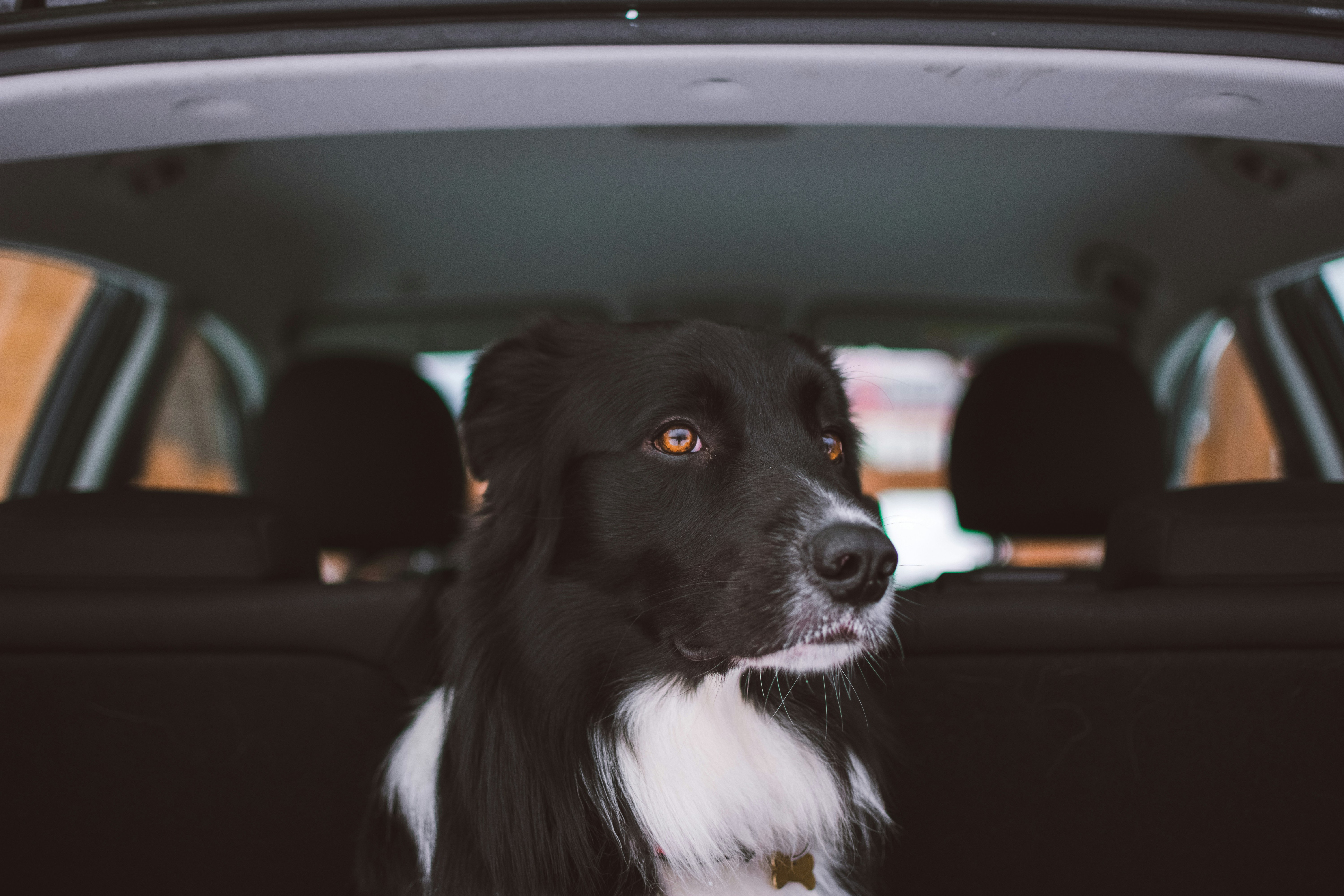 Dog sitting in the back seat of a car