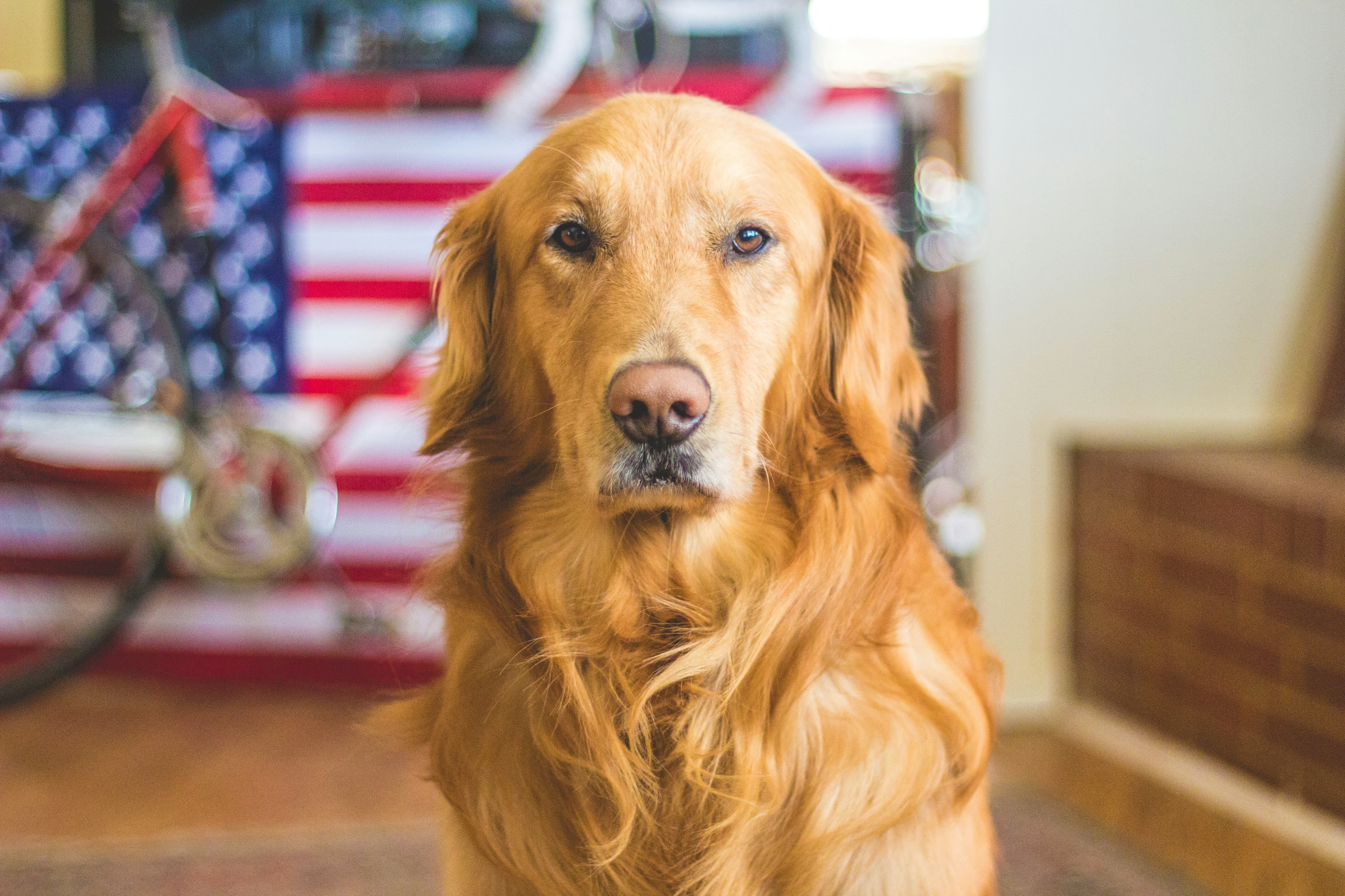 Favorite Pets in the United States and How to Travel With Them