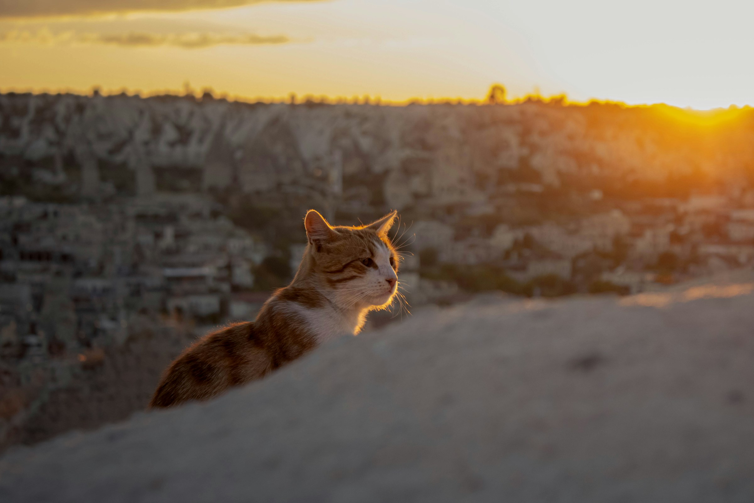 Cat with a city in the background